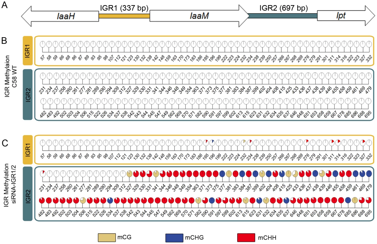 Intergenic regions (IGRs) of the T-DNA–encoded oncogenes become methylated upon an siRNA trigger.