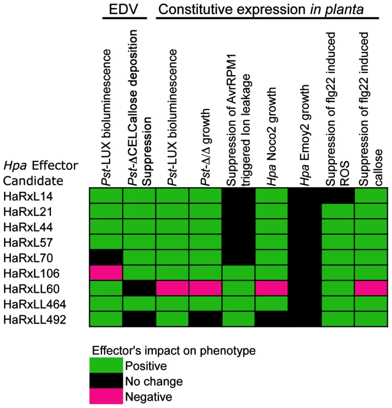 Summary of phenotypes observed upon expression of HaRxL effectors in <i>Arabidopsis</i>.