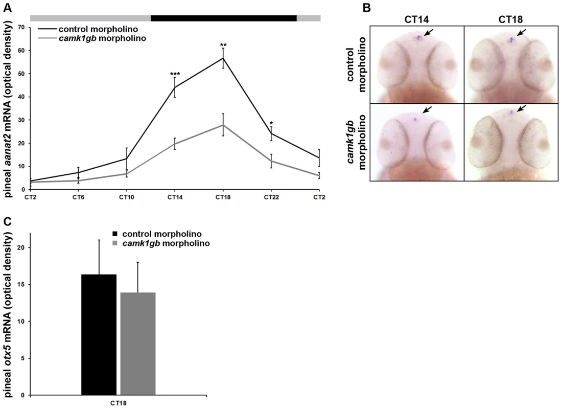 Effect of <i>camk1gb</i> knockdown on pineal <i>aanat2</i> and <i>otx5</i> mRNA rhythms.