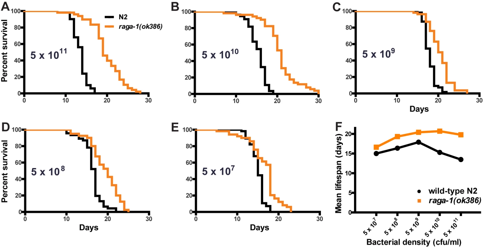 Effect of dietary restriction on <i>raga-1(ok386)</i> lifespan.