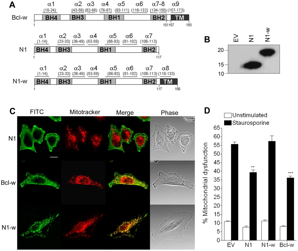 Mitochondrial targeting of N1 abolishes its anti-apoptotic function.