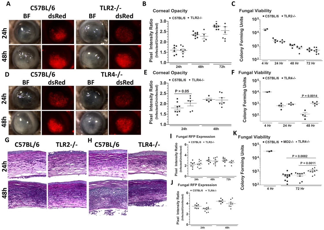 The role of TLR2, TLR4, and MD-2 in <i>A. fumigatus</i> keratitis.
