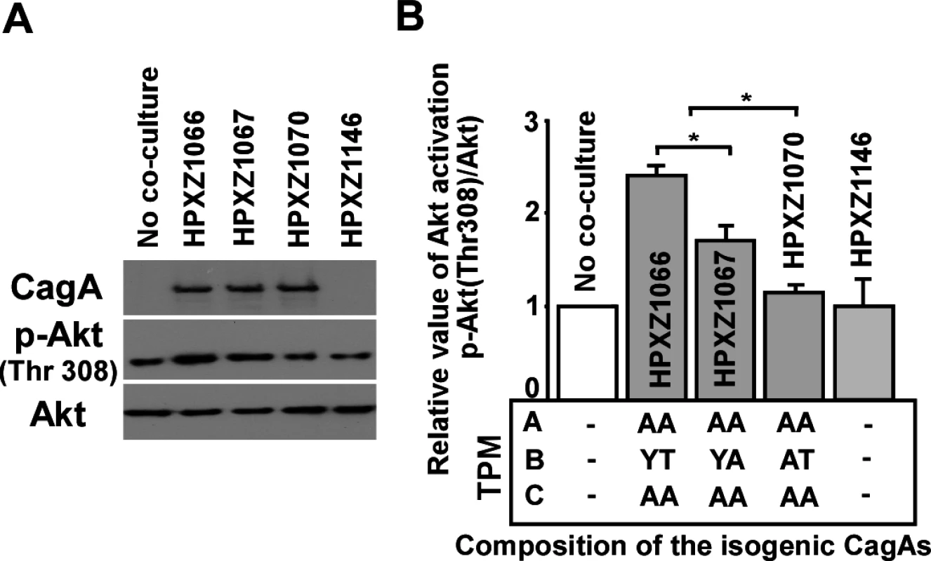 Analysis of the PI3-kinase-AKT pathway after co-culture of human AGS cells with isogenic <i>H. pylori</i> strains containing the engineered CagA molecules.