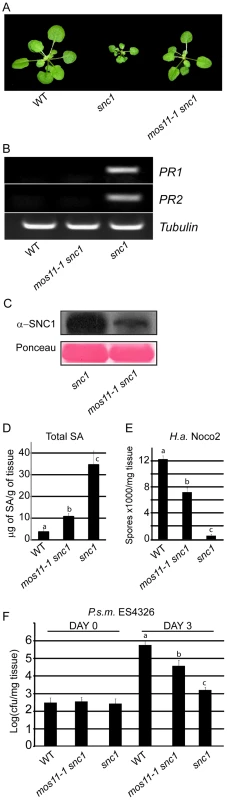 Suppression of <i>snc1</i>-associated dwarfism and enhanced resistance phenotypes by <i>mos11-1</i>.