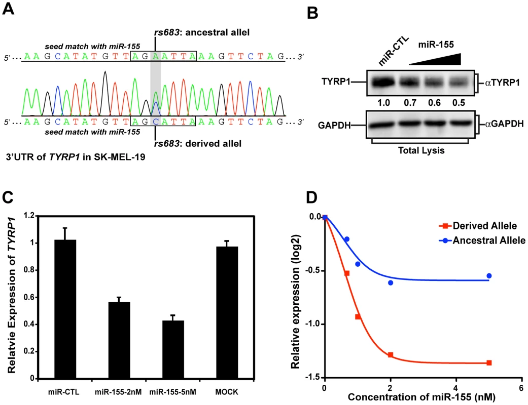rs683 modulates endogenous <i>TYRP1</i> targeting by miR-155 in SK-MEL-19 cells.