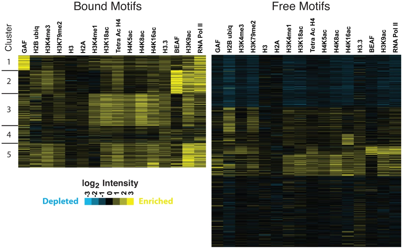 Active chromatin marks are clustered at HSE motifs.