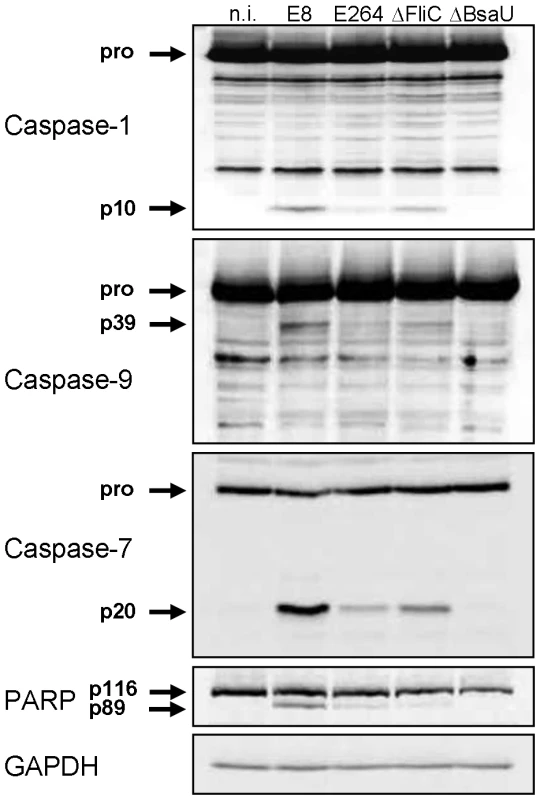 <i>B. pseudomallei</i> FliC contributes to caspase-1 activation in macrophages.