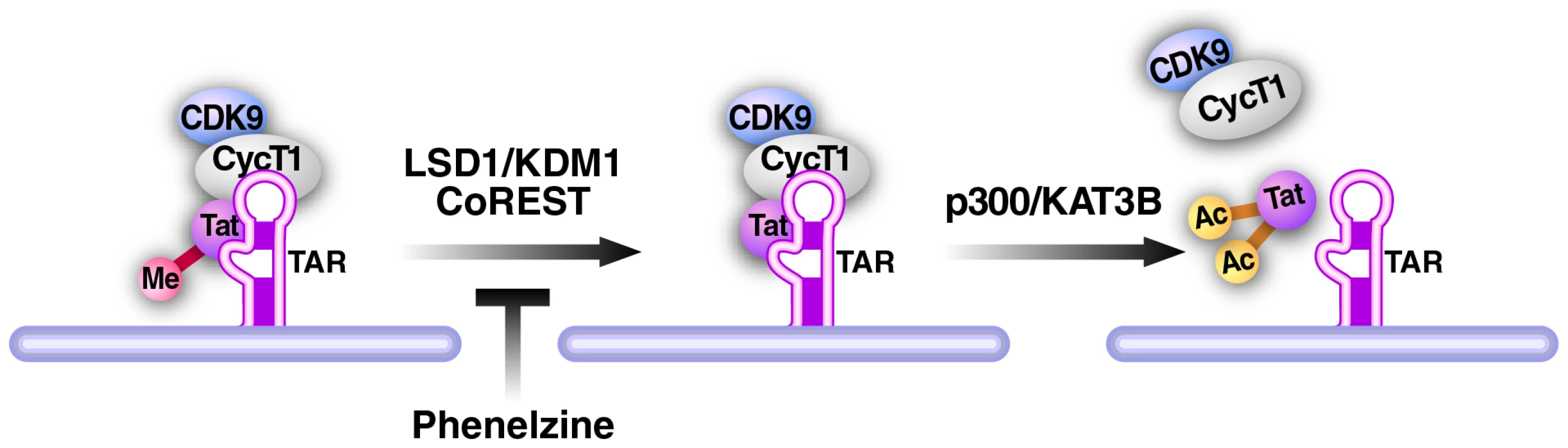 Model of LSD1/KDM1 action in HIV transcription.