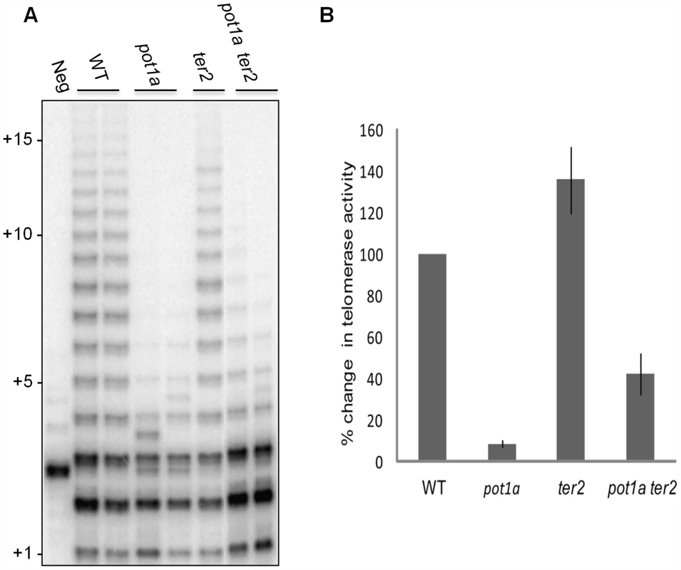 POT1a stimulates telomerase activity of the TER1 RNP.