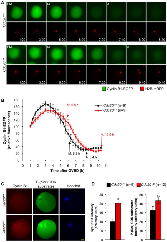 Cyclin B1 degradation is delayed during metaphase I if Cdc20 are low.