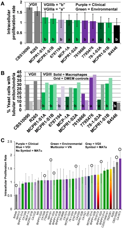 Intracellular proliferation rates (IPR) illustrate moderate proliferation levels and suggest mitochondrial tubularization is decoupled from IPR in macrophages for <i>C. gattii</i> VGIII isolates.