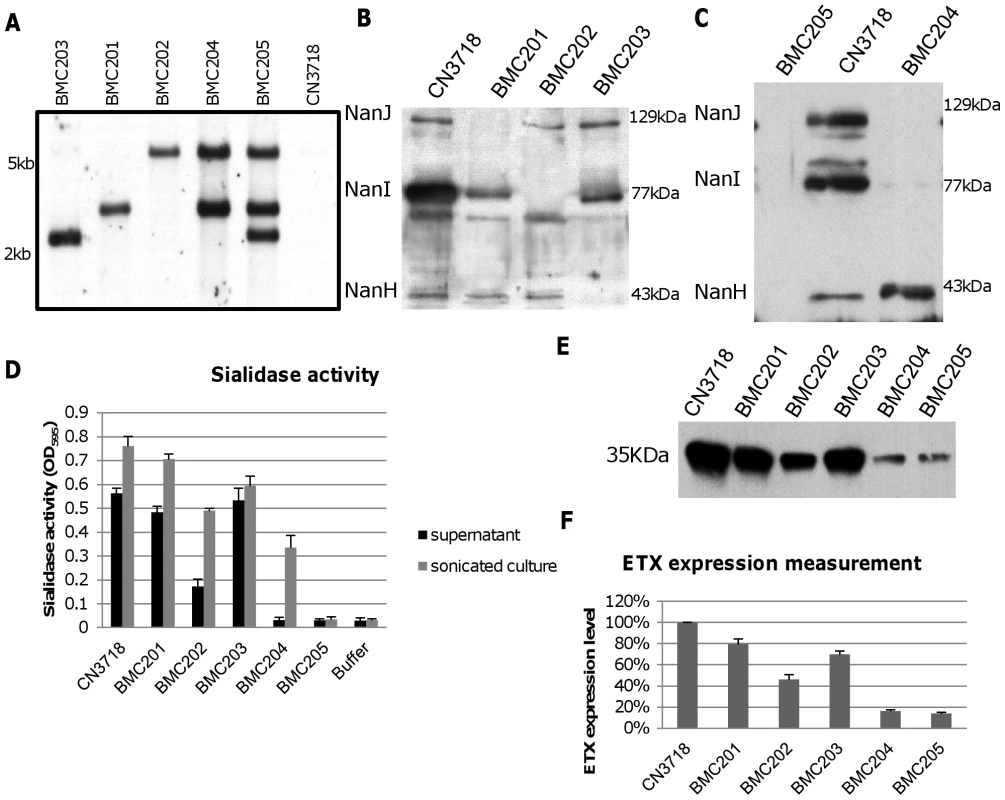 Intron-based mutagenesis to create isogenic CN3718 sialidase null mutants and characterization of those mutants.