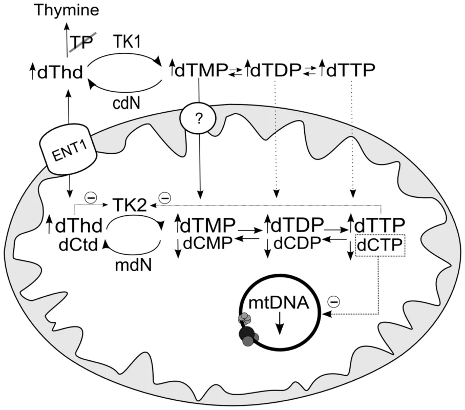 Hypothetical mechanism accounting for decrease in mtDNA replication caused by thymidine overload.