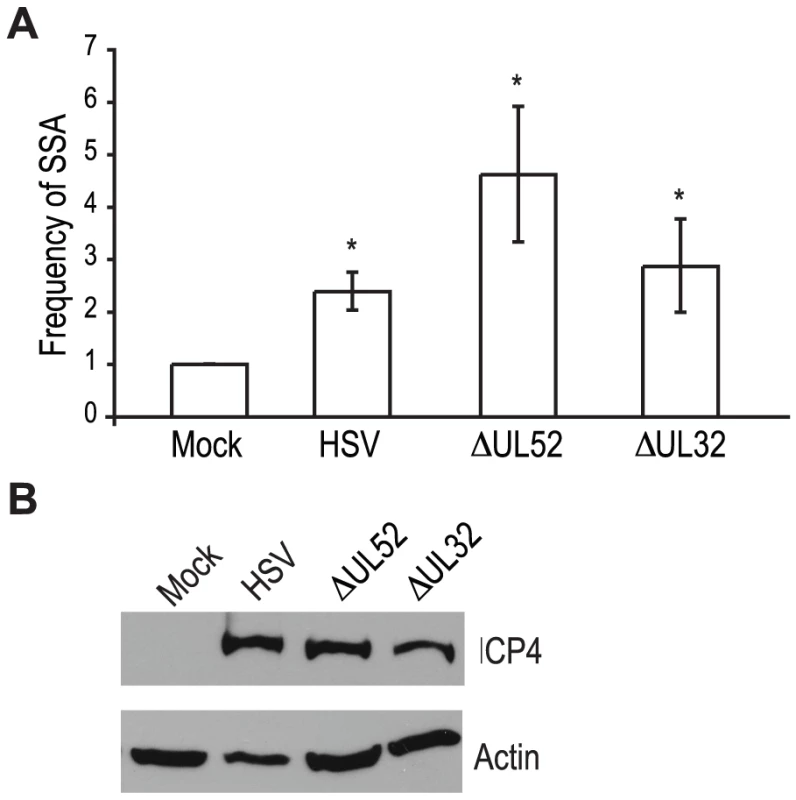 Viral DNA replication is not required to increase single strand annealing during HSV infection.