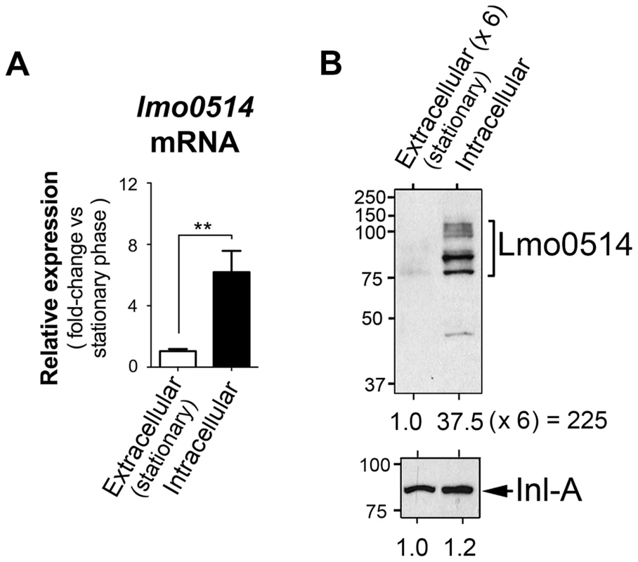 Regulation of the <i>L. monocytogenes</i> gene that encodes the LPXTG surface protein Lmo0514 in intracellular bacteria located inside eukaryotic cells.