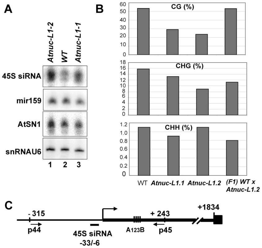 AtNUC-L1 gene disruption induces accumulation of siRNA 45S and rRNA gene hypomethylation on the 5′ETS.