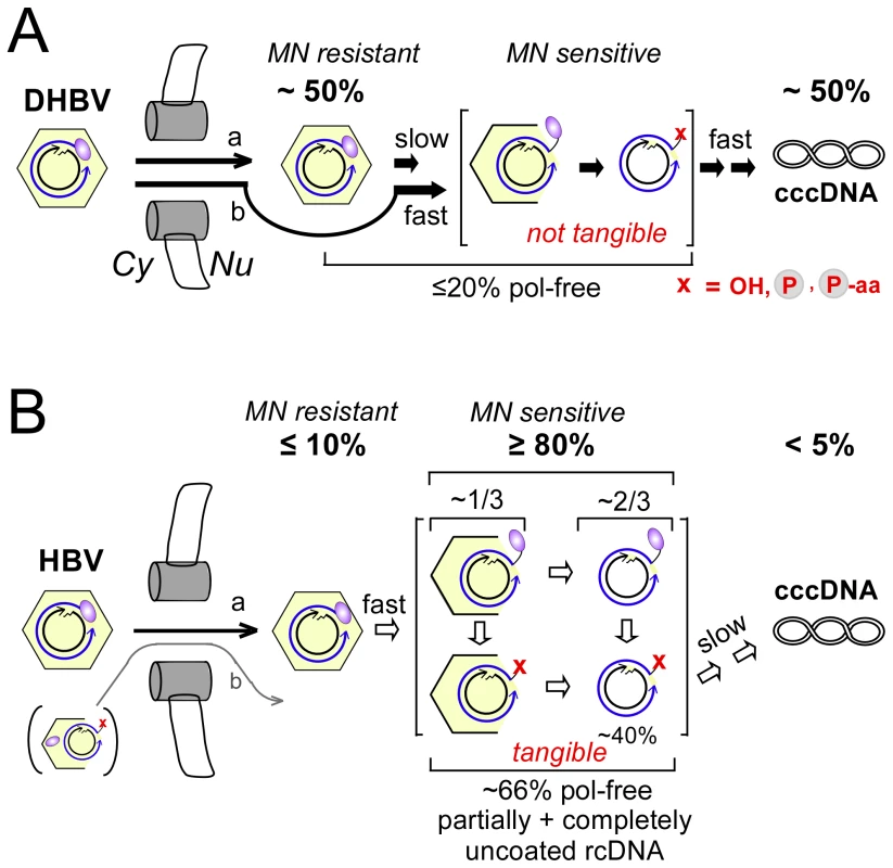 Virus-specific differences between DHBV and HBV cccDNA formation.
