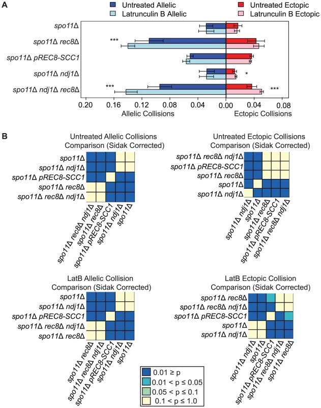 Elevated levels of nonspecific collisions in <i>rec8</i>Δ mutants do not require recombination initiation.