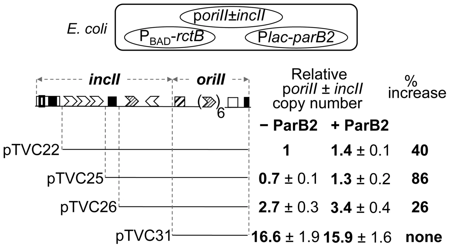 Increase in copy number of <i>oriII</i> plasmids by ParB2 in the absence of <i>parS2-B</i> in <i>E. coli</i>.