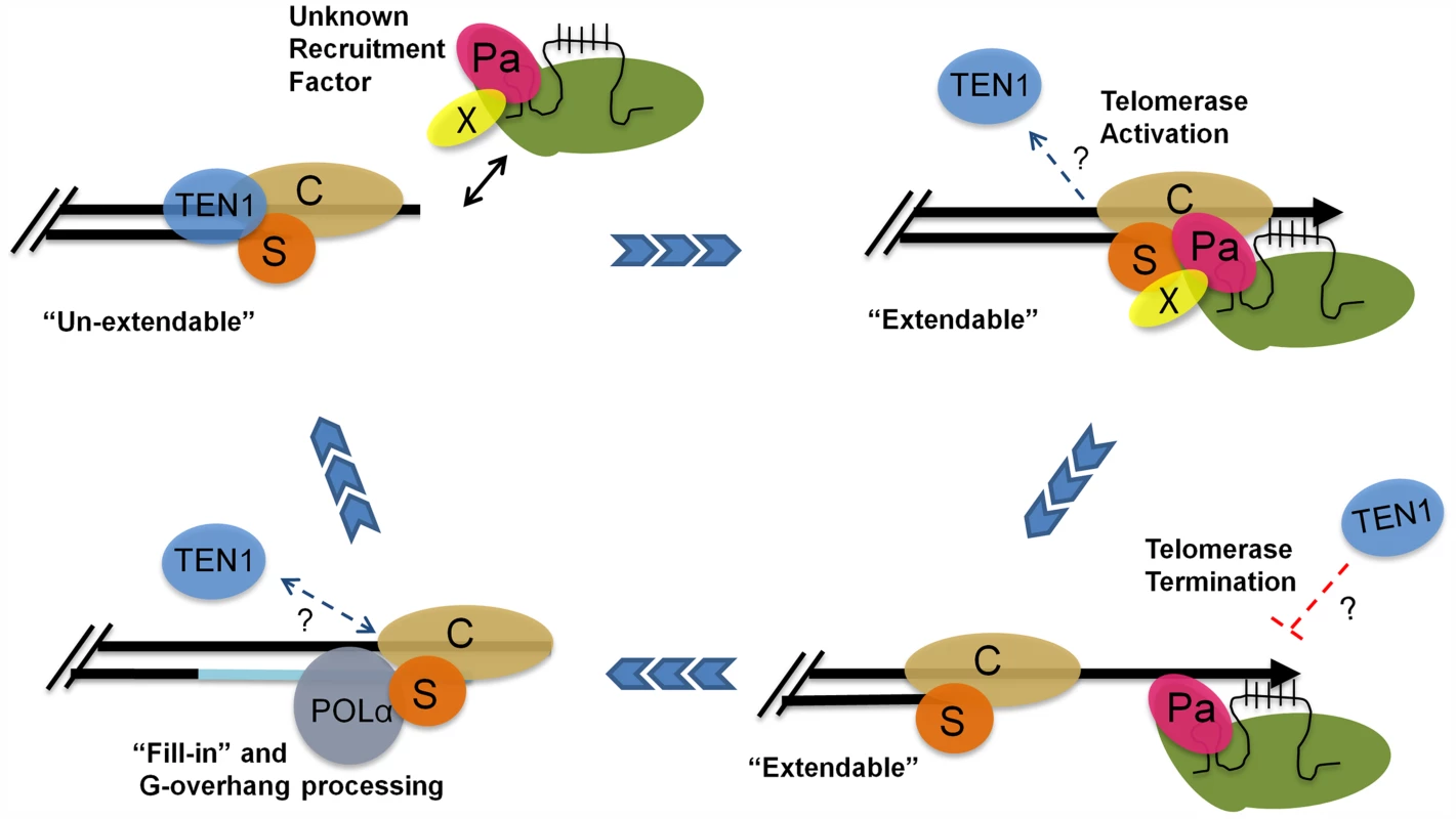 A model for telomere replication in <i>Arabidopsis</i>.
