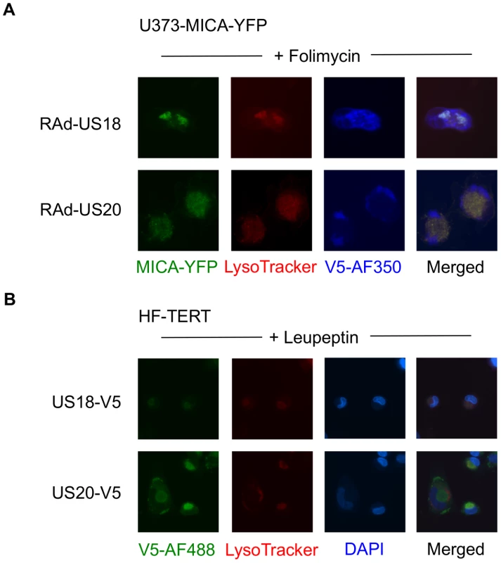 Targeting of MICA-YFP within lysosomes.