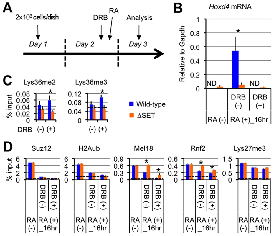 Lys36me2/3 and exclusion of the PRCs occur independently of productive transcriptional elongation.