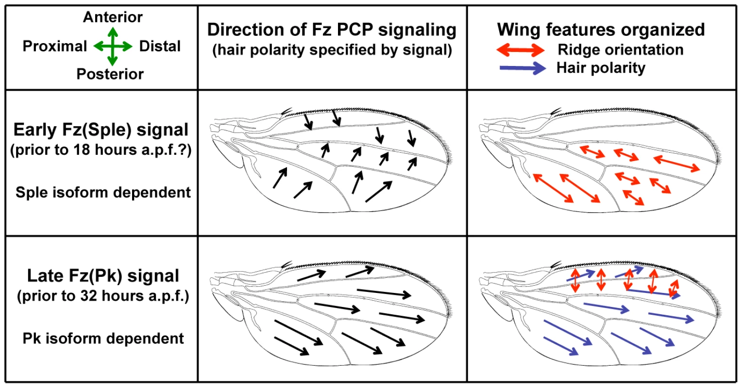 A Bidirectional-Biphasic (Bid-Bip) model for Fz PCP signaling in the <i>Drosophila</i> wing.