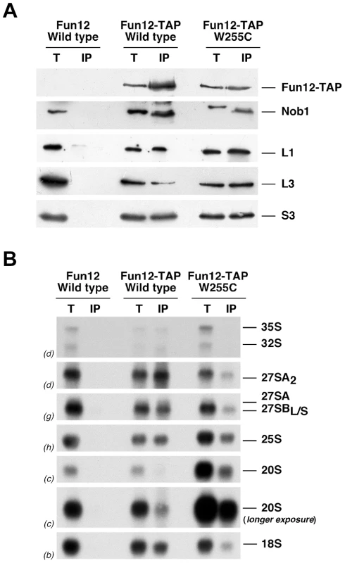 The <i>rpl3</i>[W255C] mutation does not significantly impair the association of Fun12 to pre-40S ribosomal particles and mature 60S ribosomal subunits.