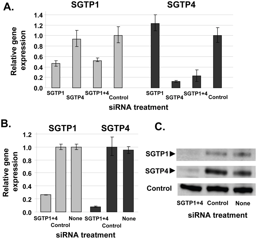 Schistosome glucose transporter protein (SGTP) gene expression analysis.