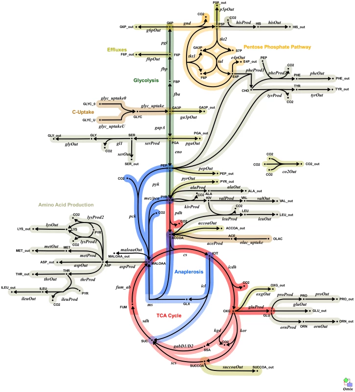 Metabolic network of the central metabolism of <i>Mycobacterium bovis</i> BCG.