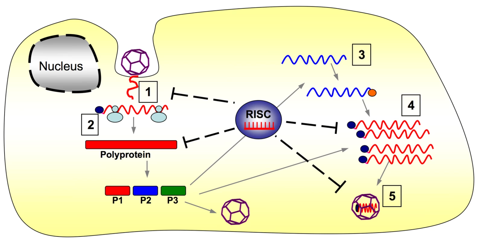 RISC-mediated inhibition of CVA21 life cycle.