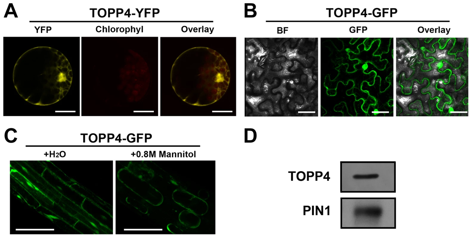 Subcellular localization of the TOPP4 protein.