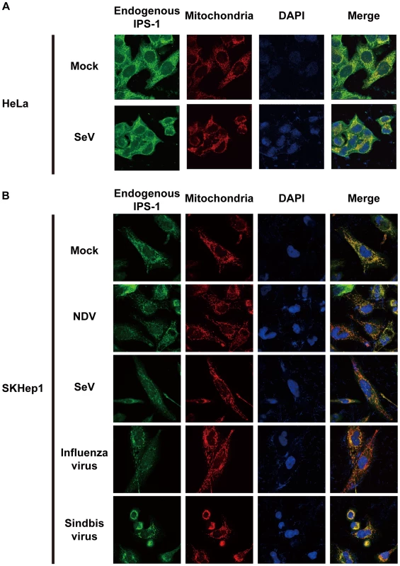 Redistribution of endogenous IPS-1 in virus-infected cells.