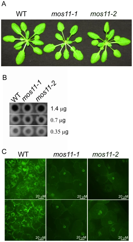 mRNA export is impaired in <i>mos11</i> plants.