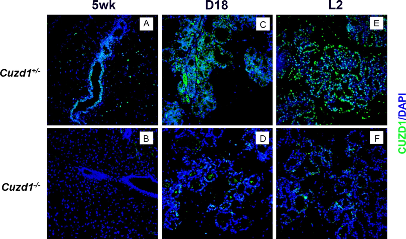 Analysis of the spatio-temporal expression of CUZD1 in the mammary glands during development.