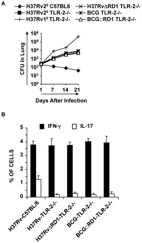 TLR-2-deficient animals induce reduced levels of protective immune responses.