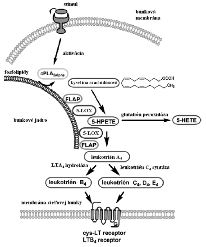 Schéma biosyntézy leukotriénov
Aktiváciou bunky exprimujúcej 5-LOX dochádza v prvom kroku k uvoľneniu kyseliny arachidónovej prostredníctvom cPLA2. 5-LOX v spolupráci s FLAP oxygenuje AA za vzniku hydroperoxidu (5-HpETE), ktorý môže byť redukovaný glutatión peroxidázou na 5-HETE alebo ďalším pôsobením 5-LOX/FLAP vzniká leukotriénový epoxid LTA&lt;sub&gt;4&lt;/sub&gt;. Ten podľahne hydrolytickému štiepeniu katalyzovanému LTA&lt;sub&gt;4&lt;/sub&gt;-hydrolázou za vzniku LTB&lt;sub&gt;4&lt;/sub&gt;. Alternatívne LTA&lt;sub&gt;4&lt;/sub&gt; konjuguje s glutatiónom za vzniku cysteinyl leukotriénov (LTC&lt;sub&gt;4&lt;/sub&gt;, LTD&lt;sub&gt;4&lt;/sub&gt;, LTE&lt;sub&gt;4&lt;/sub&gt;), reakcia je katalyzovaná leukotrién C4 syntázou. Vznikajúce leukotriény pôsobia na cieľové bunky prostredníctvom príslušných receptorov: LTB4 cez LTB&lt;sub&gt;4&lt;/sub&gt; receptory, cysteinyl leukotriény cez cys-LT receptory (upravené podľa &lt;sup&gt;1&lt;/sup&gt;).