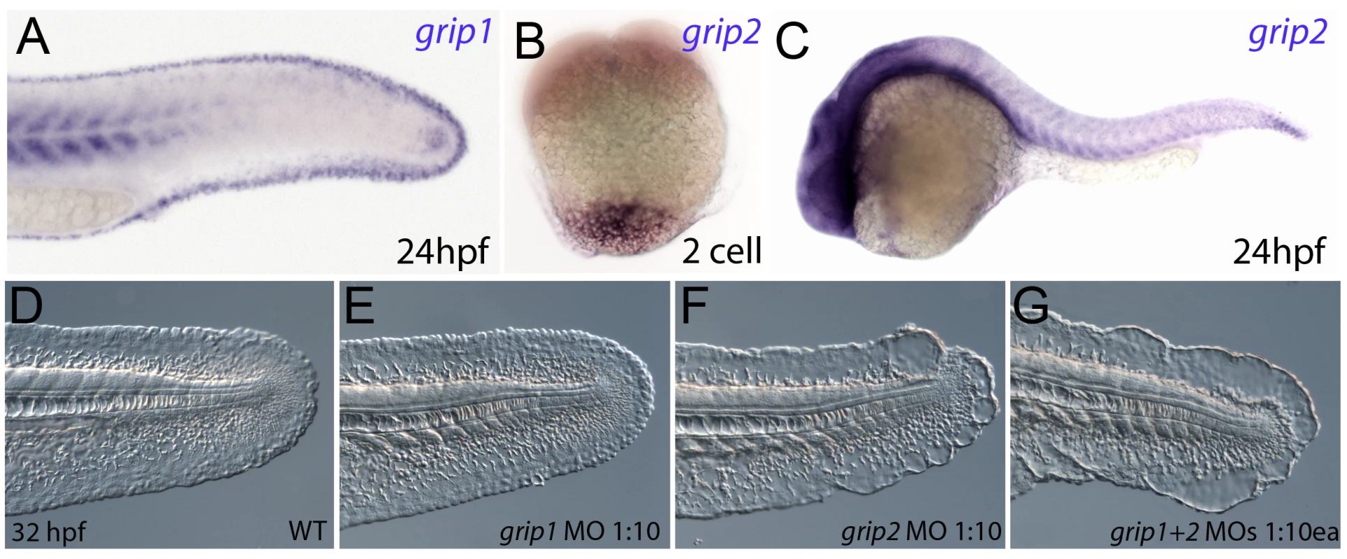 Conserved and redundant roles of zebrafish Grip1/2 proteins.