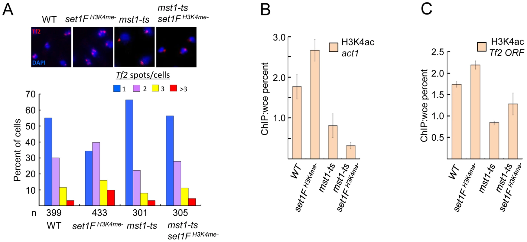 Set1C-mediated H3K4me contributes to the integrity of <i>Tf</i> bodies by antagonizing the H3K4 acetyltransferase Mst1.