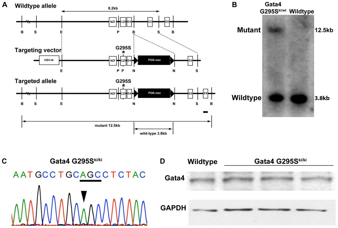 Targeting strategy for generation of <i>Gata4 G295S</i> knock-in mice.