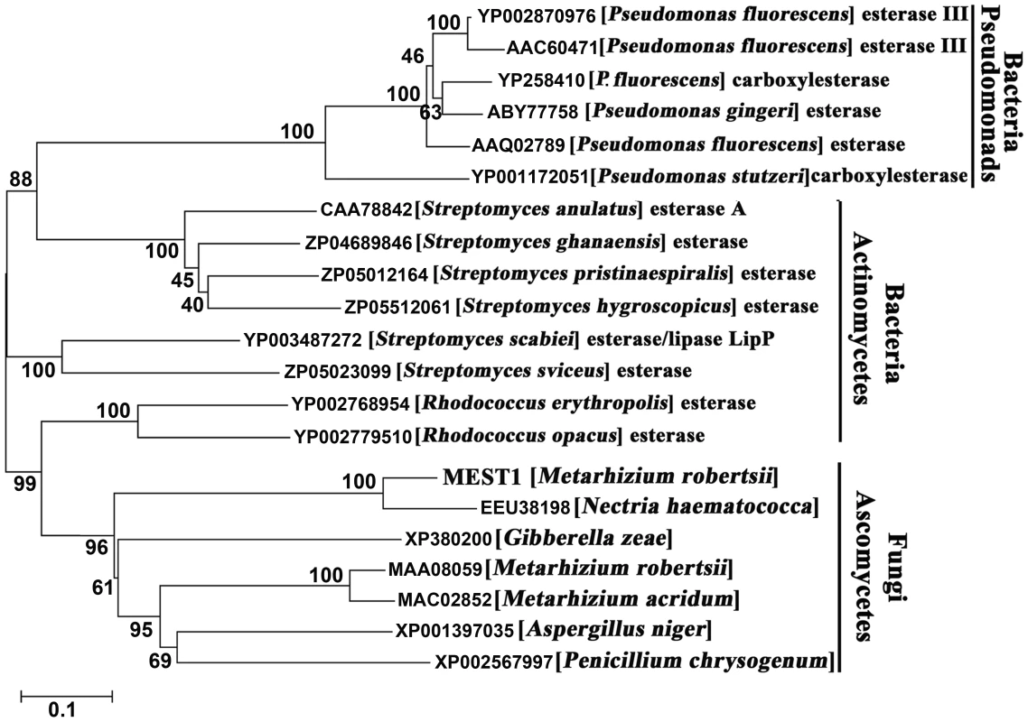 Phylogenetic relationship of MEST1 with its homologs.