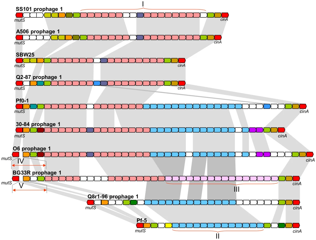 Comparative organization of prophages in the <i>mutS-cinA</i> region of ten genomes of the <i>P. fluorescens</i> group.