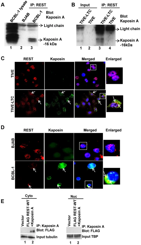 KSHV latency associated Kaposin A protein interacts with REST in the cytoplasm.