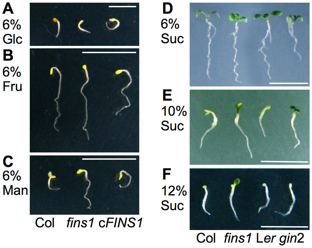 FINS1 in fructose signaling is independent of its sucrose metabolic activity.