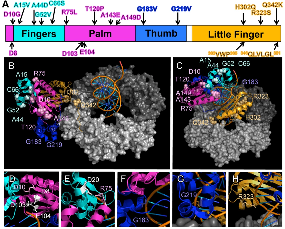 Positions of mutations represented on structural models for the Pol IV-β clamp-DNA complex.