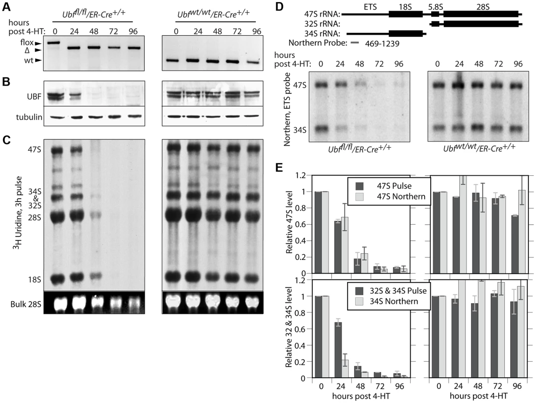 UBF is essential for the synthesis of the major rRNAs in cell culture.