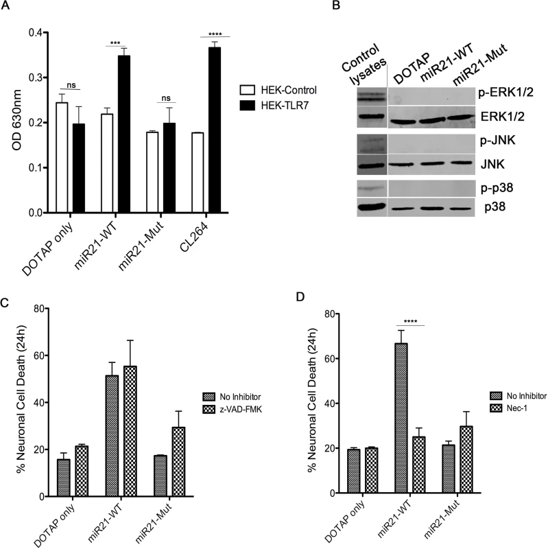 miR-21 neurotoxicity is rescued by Nec-1, a necroptosis inhibitor.