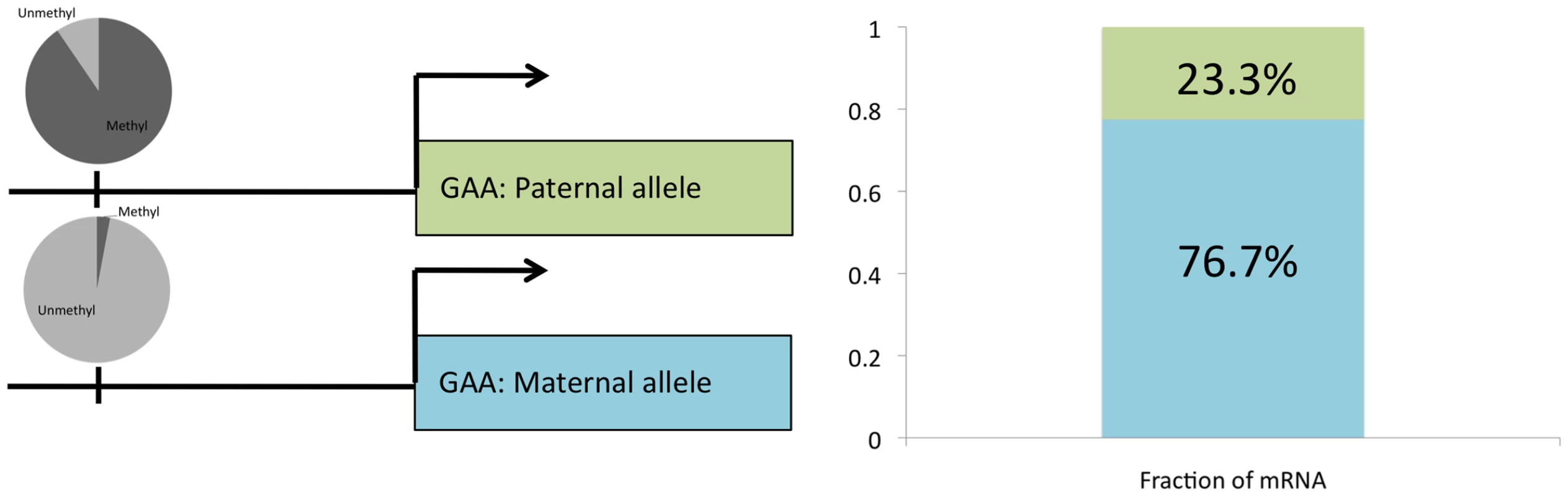 Allele-specific gene expression overlaps with ASM.