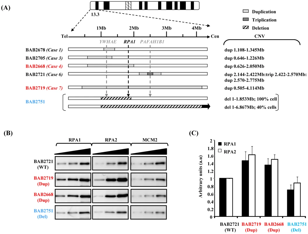 Duplication of <i>RPA1</i> results in RPA1 and RPA2 over-expression.
