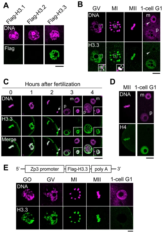 H3.3 disappears from the oocyte genome immediately after fertilization.